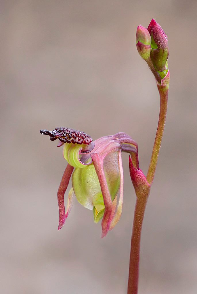 photograph of Paracaleana minor (small duck orchid)